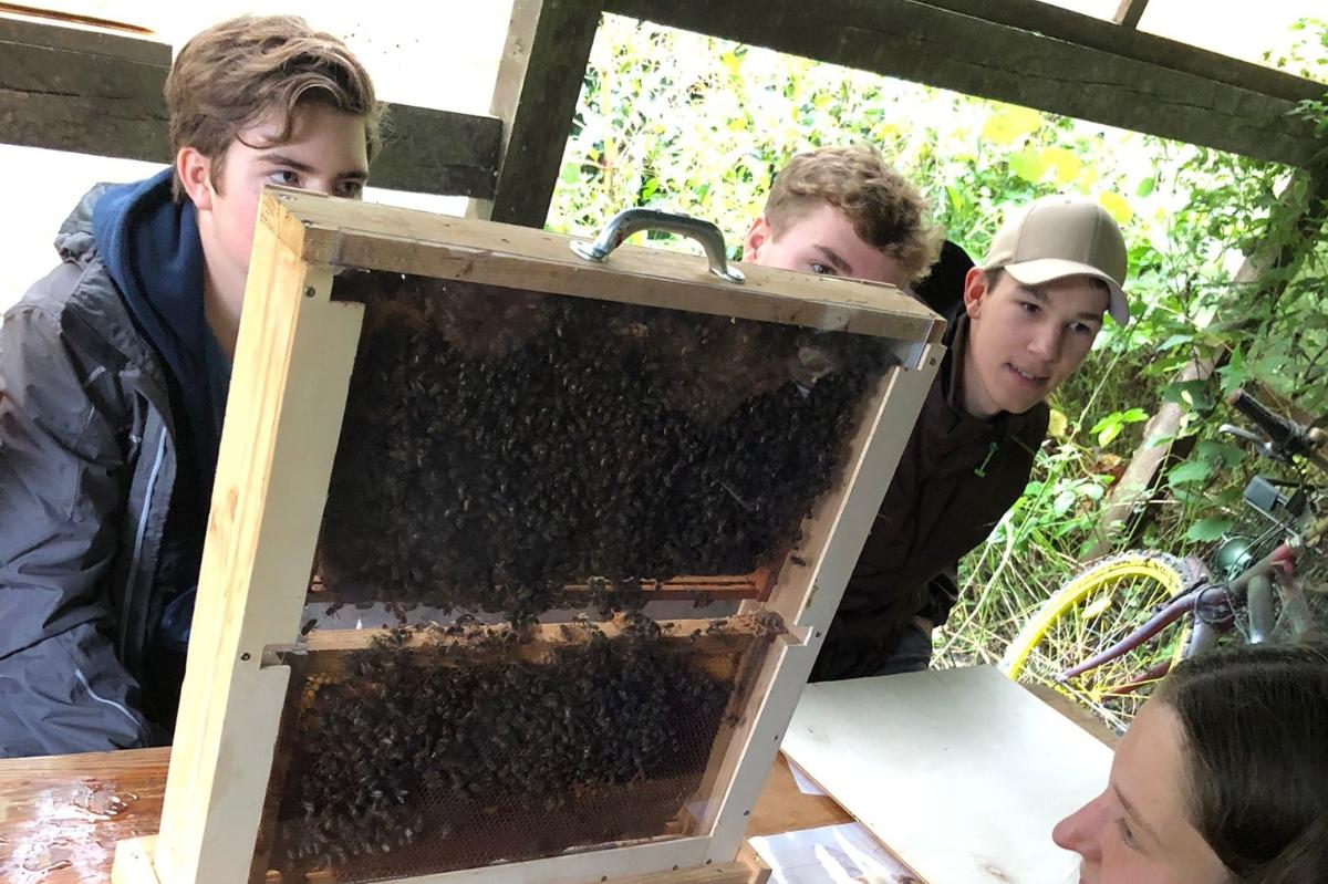 Firmanden beobachten Bienen an Waben