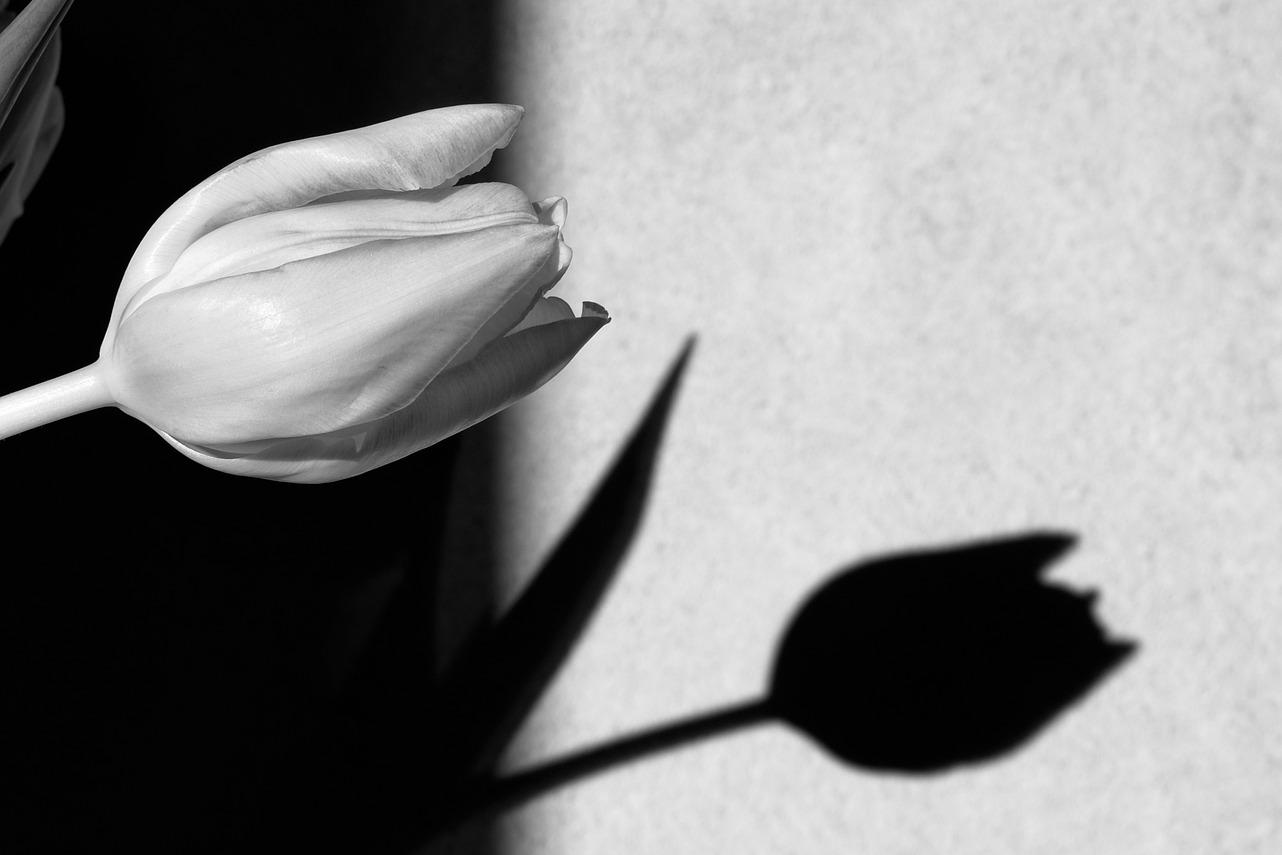 Tulpe mit Schatten