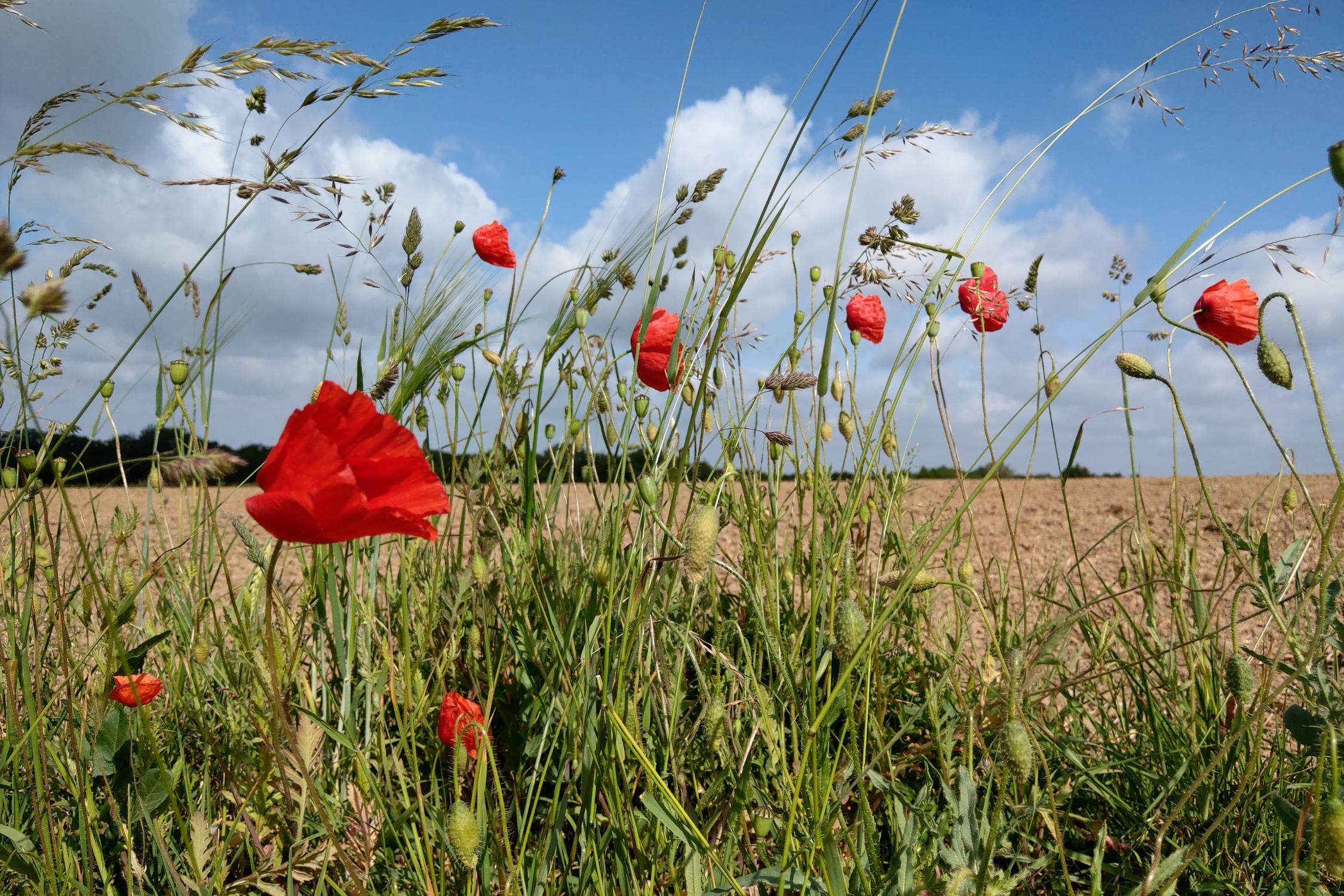 Mohnblumen