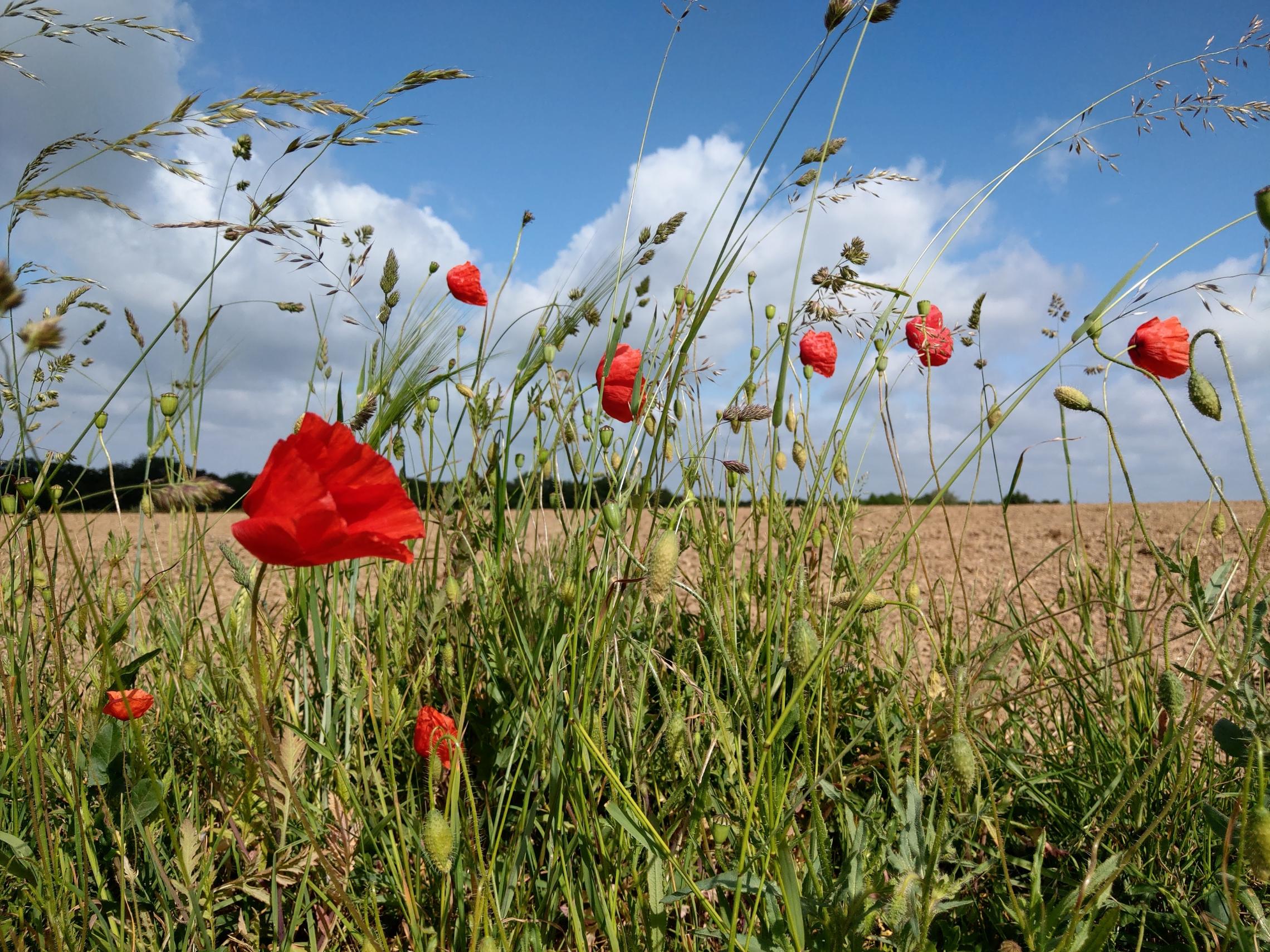 Mohnblumen