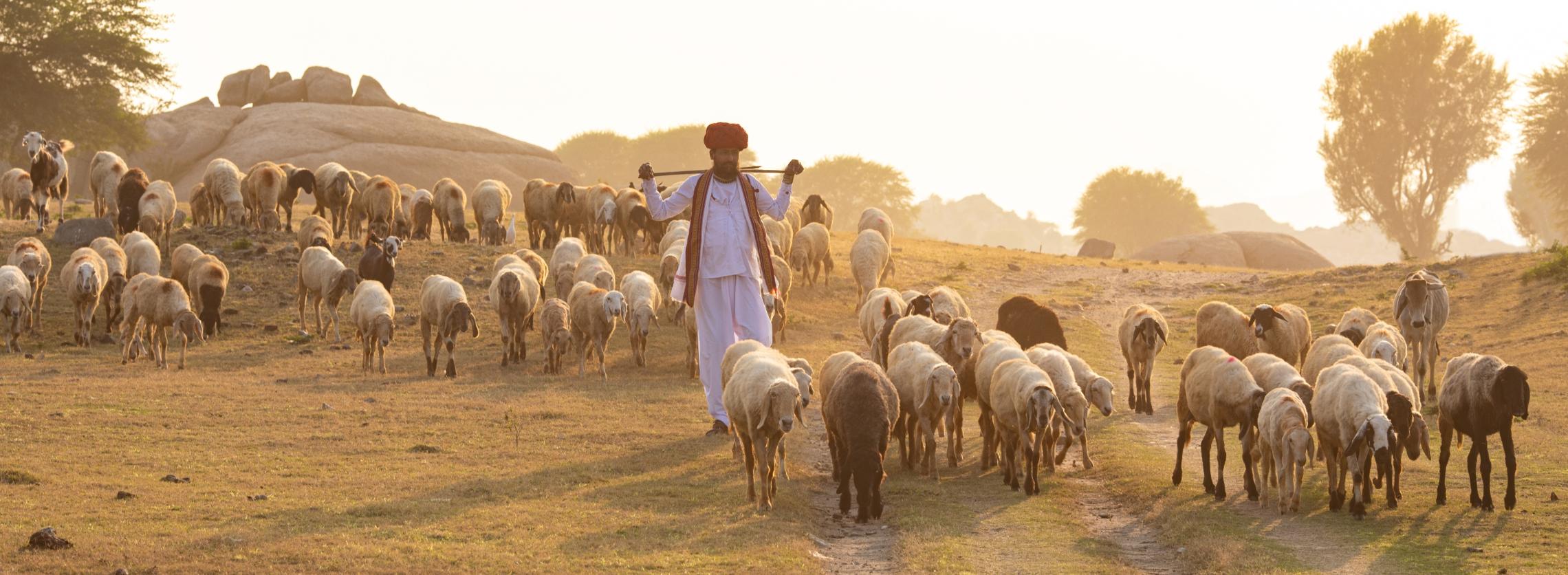 Ein Hirte führt seine Schafe an und die Schafe folgen ihm