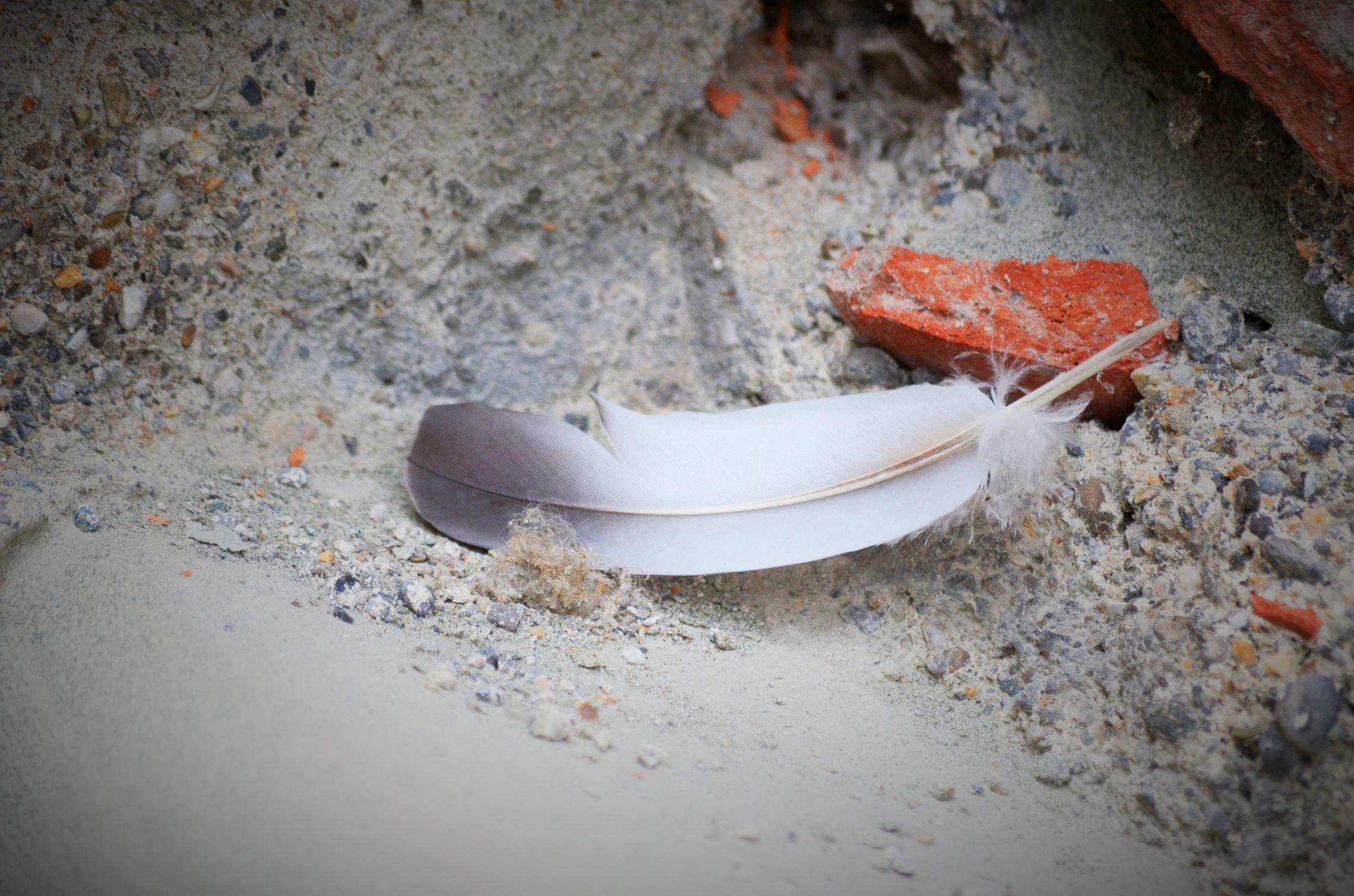 Feder im Staub / Asche