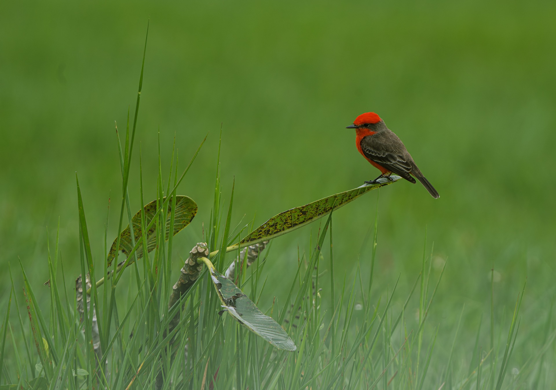 Rot-grüner Vogel in Wiese